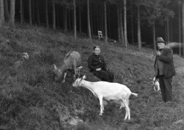 Ziegenhüter auf einer Bergwiese bei Niedermarsberg