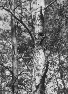 Nistbaum mit Spechthöhle. Nistplatzdokumentation des Ornithologen Dr. Hermann Reichling. Original ohne Angaben, undatiert.