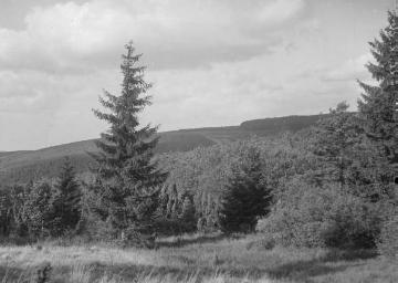 Das Wiebelhäuser Tal bei Gilsbach, 1927.