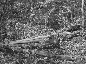 Wald bei Albaum, 1934.