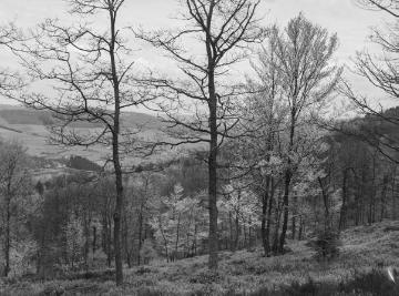 Das Forstrevier Ebbe bei Herscheid im Ebbegebirge, Blick in Richtung Oestertalsperre, 1930.