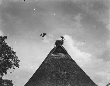 Brutzeit der Störche - Dachhorst auf einem Gehöft in Niedersachsen. Fotodokumentation des Ornithologen Dr. Hermann Reichling, 1930er Jahre. Original ohne Angaben.