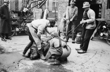 Hausschlachtung bei Bauer Nagel, Raesfeld, 1954