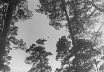 Dr. Hermann Reichling, ornithologische Studien: Flugbild des Seeadlers (Haliaeetus albicilla) - Darß, Juni 1929.