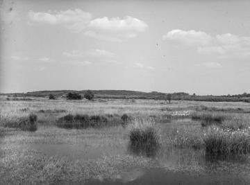 Das Syen Venn, Hochmoorgebiet bei Nordhorn, 1933.
