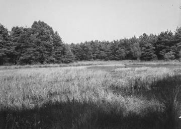 Waldtümpel in der Nähe des Deutener Moores, 1933.