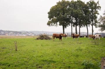 Viehweide in der Bauerschaft Horstmersch - Blick Richtung Brochterbeck, 2015.