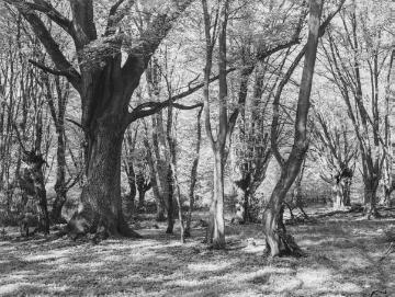 Der Bentheimer Wald, ehemaliger Hudewald, ca. 1930.