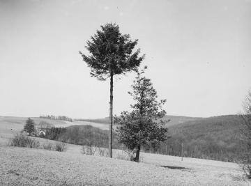 Stechpalme bei Kierspe, 1931.