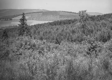 Wald bei Kirchhundem, Blick auf die Hohe Bracht, 1930.