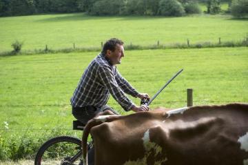 Bonzel, Juni 2015: Landwirt Bieke auf dem allmorgendlichen Viehtrieb vom Hof zur Bergweide am Dorfrand. Betrieb Michael Bieke, Milchproduktion und Milchviehzucht, Lennestadt-Bonzel.
