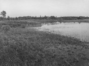 Wasserlobelie (Lobelia dortmanna) am Ufer des Heideweihers westlich des Großen Heiligen Meeres bei Hopsten, 1928.