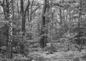 "Terborgs Wöste", Eichen-Birkenwald in der Bauerschaft Bockholt bei Greven, 1933.