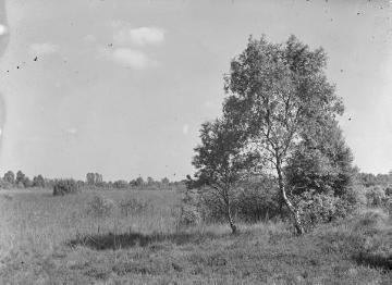 Das Amtsvenn, Hochmoorgebiet bei Epe, ca. 1930.