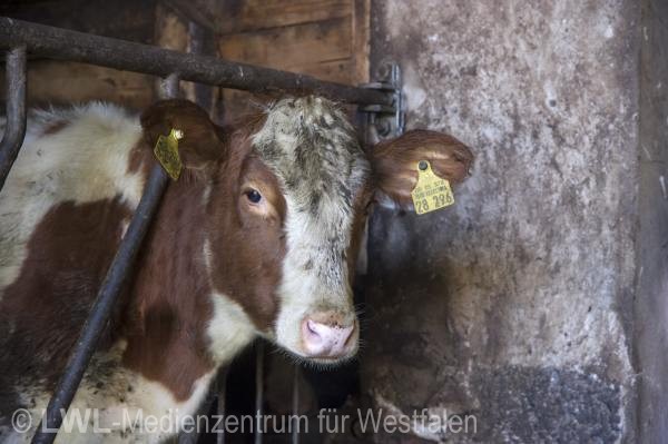 10_13148 Landwirtschaft in Westfalen - Milchviehzucht auf Hof Bieke, Lennestadt