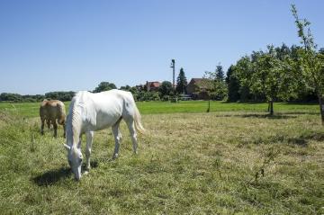 Pferdekoppel in der Wesermarsch Petershagen-Windheim. Juni 2016.