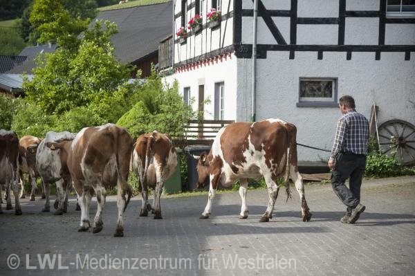 10_13156 Landwirtschaft in Westfalen - Milchviehzucht auf Hof Bieke, Lennestadt