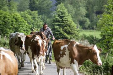 Bonzel, Juni 2015: Landwirt Bieke auf dem allmorgendlichen Viehtrieb vom Hof zur Bergweide am Dorfrand. Betrieb Michael Bieke, Milchproduktion und Milchviehzucht, Lennestadt-Bonzel.