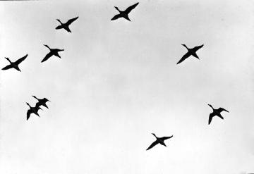 Vögel der Binnengewässer: Junge Spießenten im Flug - Beispiel für den Einsatz von Tierfotografien im Biologieunterricht. Ohne Ort, ohne Datum, Fotograf nicht benannt.