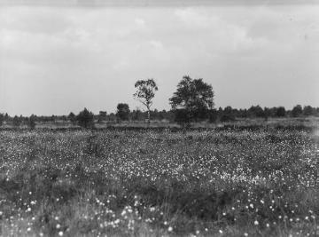 Das Syen Venn, Hochmoorgebiet bei Nordhorn, 1932.