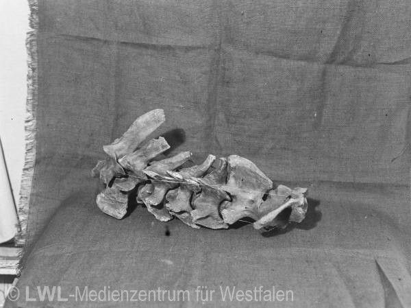 14_1318 Slg. Hermann Reichling II: Nachlass LWL-Museum für Naturkunde