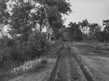 Der Weg von Bathorn nach Neu-Ringe im Bourtanger Moor,  1934.