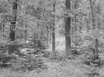 Buchenwald mit Unterholz im Forstrevier Klusweide im Eggegebirge, 1937.