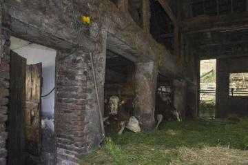 Viehfütterung auf Hof Bieke in Bonzel, November 2014: Milchkühe der Rasse "Rotbunte" in der winterlichen Stallhaltung (Oktober bis Mai). Betrieb Michael Bieke, Milchproduktion und Milchviehzucht, Lennestadt-Bonzel, "Am Wasser".