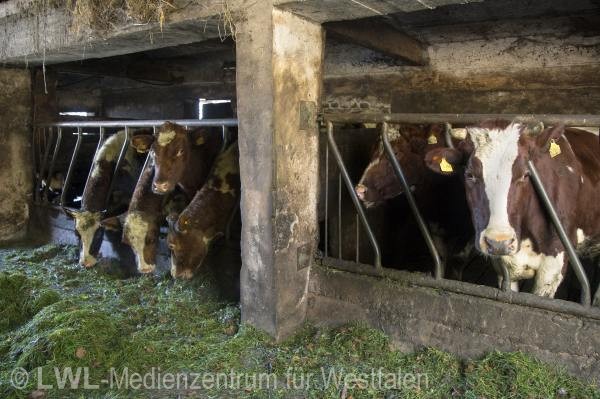 10_13149 Landwirtschaft in Westfalen - Milchviehzucht auf Hof Bieke, Lennestadt