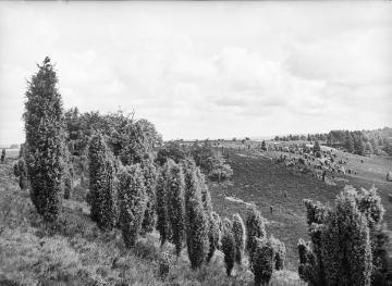 Der Totengrund bei Wilsede in der Lüneburger Heide, 1929.