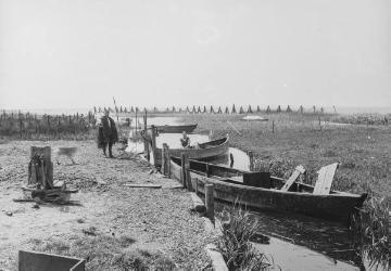 Fischfang im Dümmersee, Juli 1927.