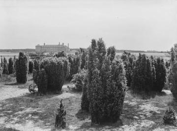 Das Gildehauser Venn, im Hintergrund das Kloster Bardel, 1930. Später wurde das hier abgebildete Gebiet in landwirtschaftliche Nutzflächen umgewandelt.