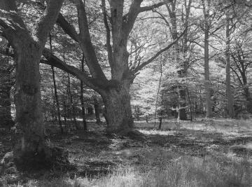 Der Bentheimer Wald, ehemaliger Hudewald, Juni 1932.
