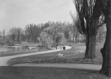 Trauerweiden am Aasee in Münster, April 1960.