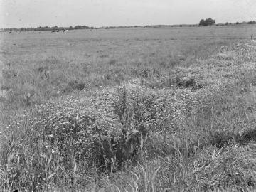 Grünlandnutzung und Viehhaltung in der Umgebung des Dümmersees, ca. 1940.