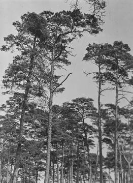 Dr. Hermann Reichling, ornithologische Feldstudien: Mitarbeiter beim Fotografieren eines Horstes im Baumwipfel (2. Baum von rechts). Original ohne Angaben, undatiert.