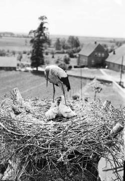 Brutzeit der Störche - Fotodokumentation des Ornithologen Dr. Hermann Reichling. Original ohne Angaben, undatiert - wahrscheinlich Niedersachsen, 1930er Jahre.