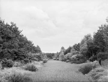 Altes Flussbett der Hase bei Haselünne, 1933.