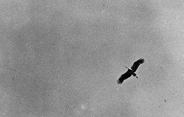 Dr. Hermann Reichling, ornithologische Studien: Flugbild des Weißstorches (Ciconia ciconia) - Fehmarn, Juni 1930. Ausschnittvergrößerung von Bild Nr. 13_867.