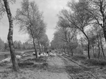 Schafherde am Coevorden-Piccardie-Kanal bei Georgsdorf, April 1933.
