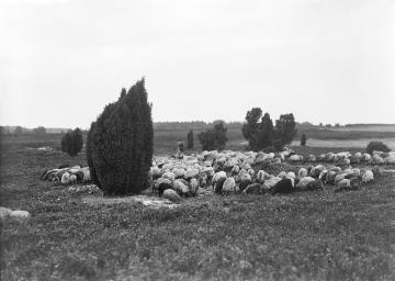 Schafherde in der Lüneburger Heide, Aug. 1925.