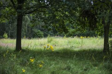 Sukzedierende Kraut- und Staudenvegetation im Industriewald Halde Rheinelbe/Nord, Gelsenkirchen, erwachsen aus der selbständigen Renaturierung der Bergbaubrache Rheinelbe und betreut von der Forststation Rheinelbe am Fuße der Halde. Ihre Ranger sind beauftragt mit dem Schutz der seit den 1990er Jahren gedeihenden Wildnis und zugleich mit der Durchführung von Umweltbildungsprogrammen für Besucher jeder Altersgruppe. Rheinelbe ist ein Standort des Teilprojektes "Industriewald Ruhrgebiet" im Regionale-Projekt 2016 WALDband Münsterland-Ruhrgebiet: Die Nutzungskonflikte zwischen Forstwirtschaft, Naturschutz, Verkehr und Tourismus in den Waldarealen zwischen Münsterland und Ruhrgebiet sollen durch überregionale, standortverbindende Schutz- und Nutzungskonzepte zukunftsfähig gelöst werden.