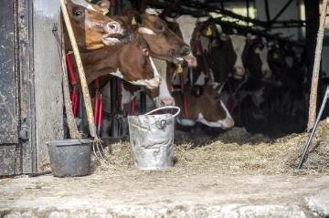 Milchkühe der Rasse "Rotbunte" auf Hof Bieke in Bonzel, Juni 2015 - hier vor dem allmorgendlichen Aufbruch zur Bergweide am Dorfrand. Betrieb Michael Bieke, Milchproduktion und Milchviehzucht, Lennestadt-Bonzel, "Am Wasser".