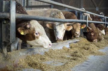 Rinderhaltung im modernen Tretmiststall auf Hof Heinrich Heitmann, Emsdetten - Rinderzucht- und Mastbetrieb mit einem Viehbestand von bis zu 400 Tieren