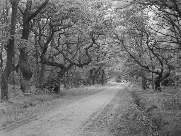 Der Ahlhorner Wald, ehemaliger Hudewald im Oldenburger Land, vermutlich 1927.