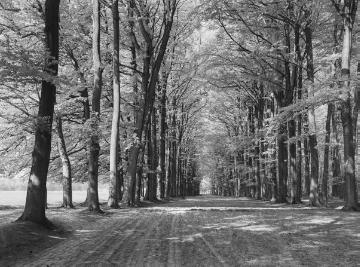 Buchenallee im Ulenburger Wald, Mai 1927.