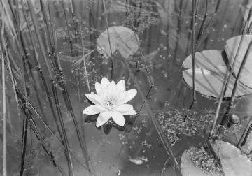 Pflanzenwelt am Dümmersee: Weiße Seerose (Nymphaea alba L.), 1927.