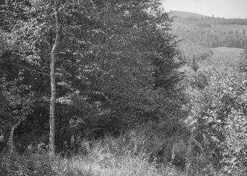 Wald bei Albaum, 1934.