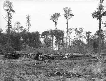 Abholzung im Gemener Bruch bei Schöppingen, 1935.