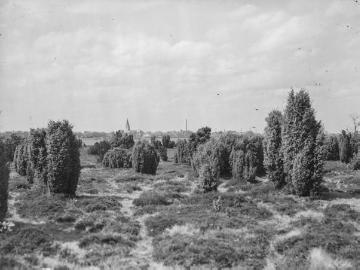 Der Haselünner Wacholderhain, im Hintergrund die Stadt Haselünne, ca. 1930.
